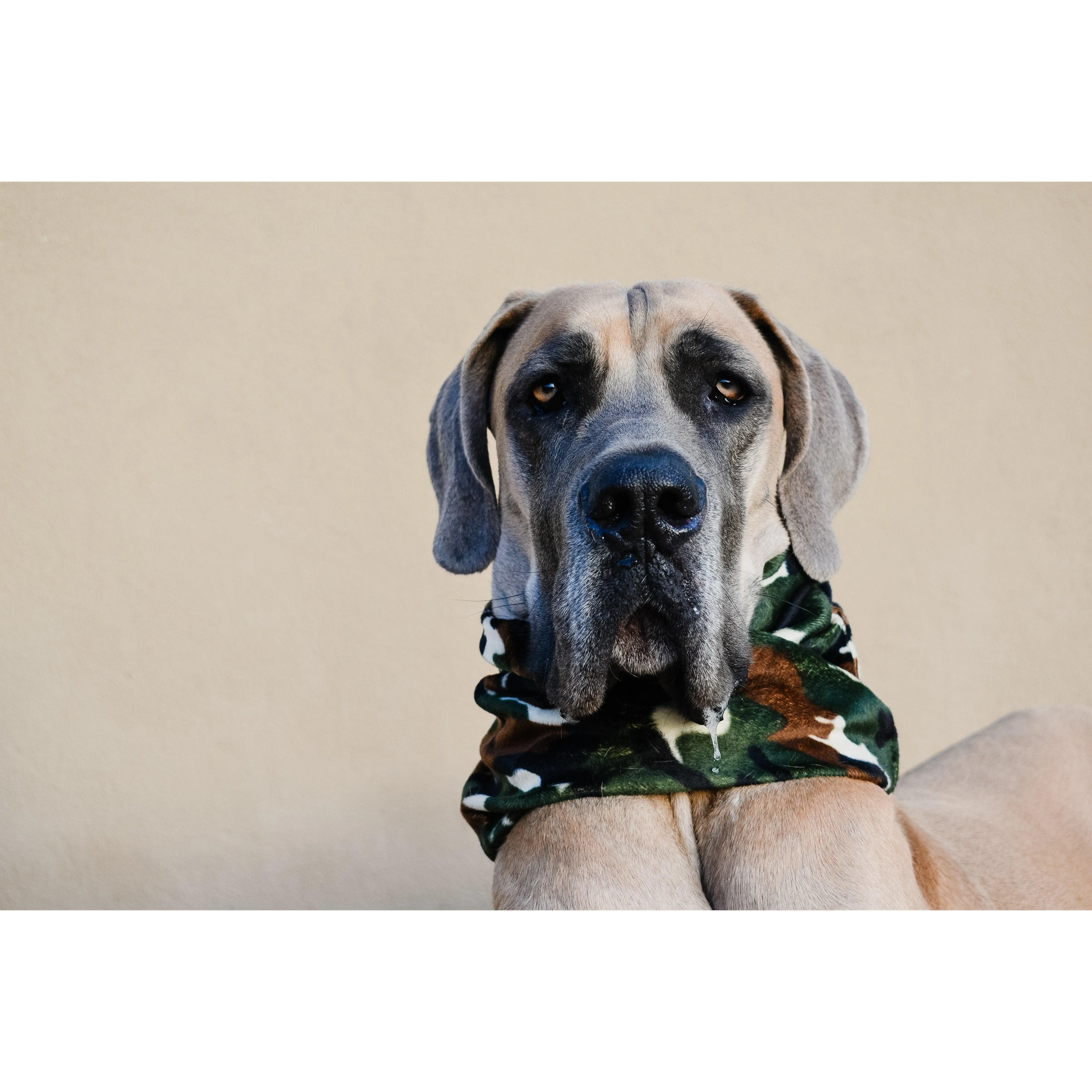 Can't See Me Camo Dog Scarf by Dope Dog Co