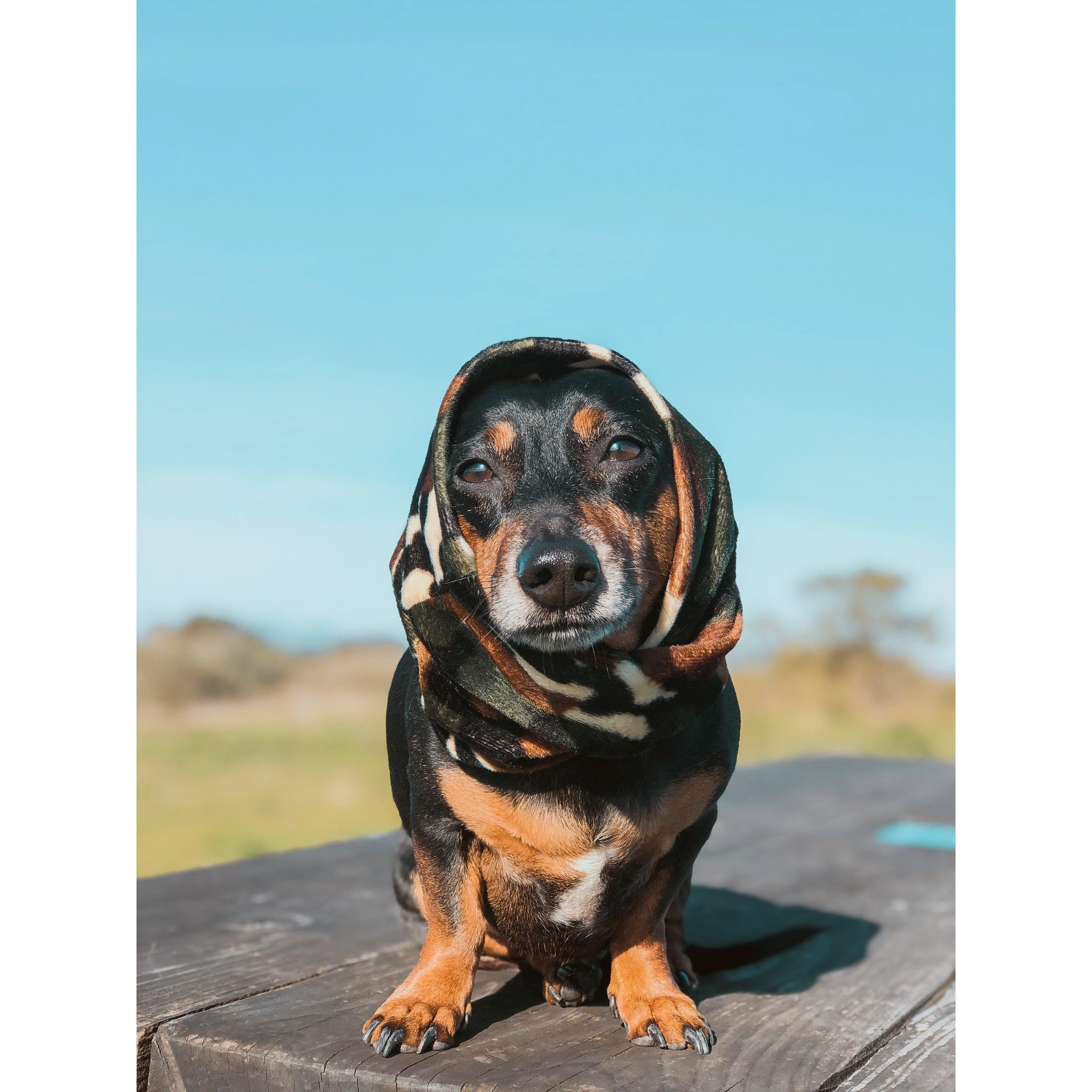 Can't See Me Camo Dog Scarf by Dope Dog Co