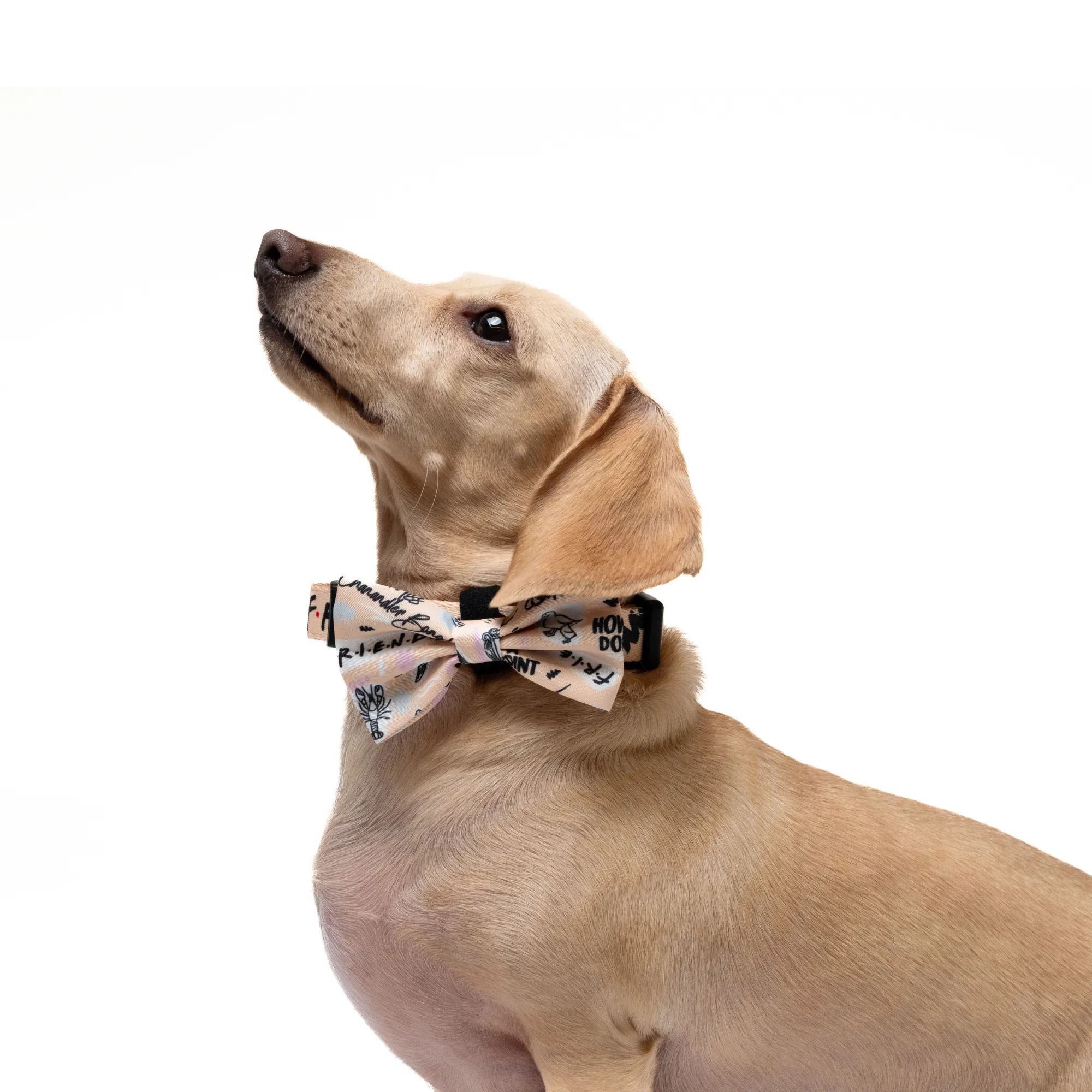 Petverse Friends Pet Bowtie